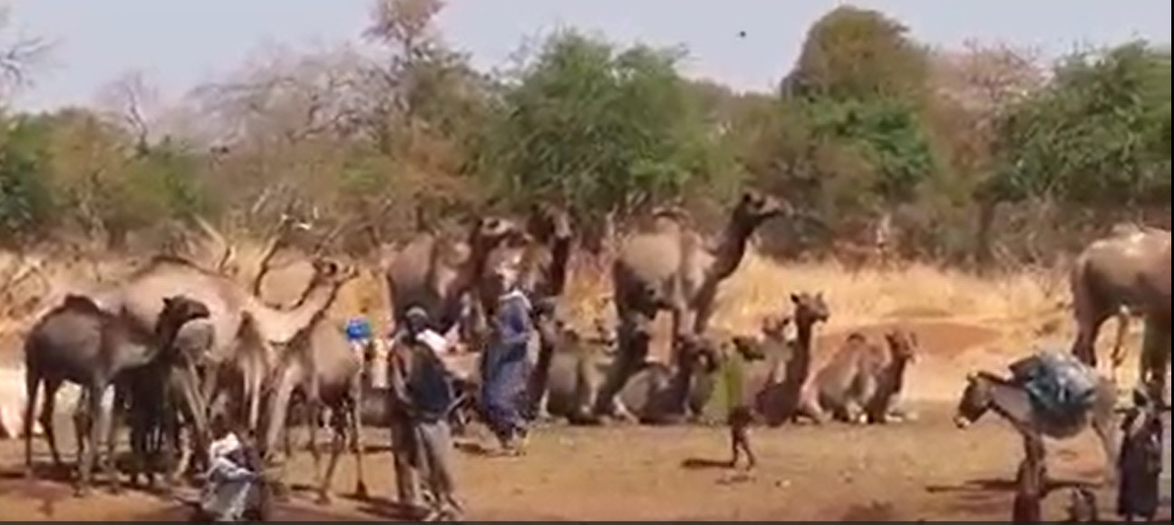shuwa-arab